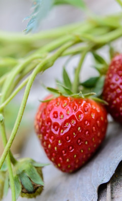 Benefits of Strawberries for Bone Health