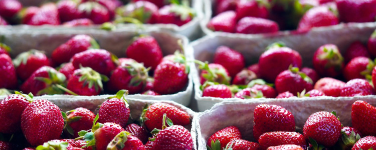 The importance of hydration during strawberry harvest