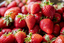 The importance of a clean harvest environment for high-quality strawberries