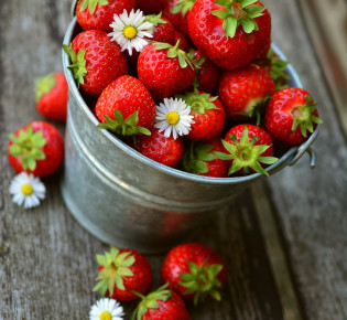 Late-blooming strawberries