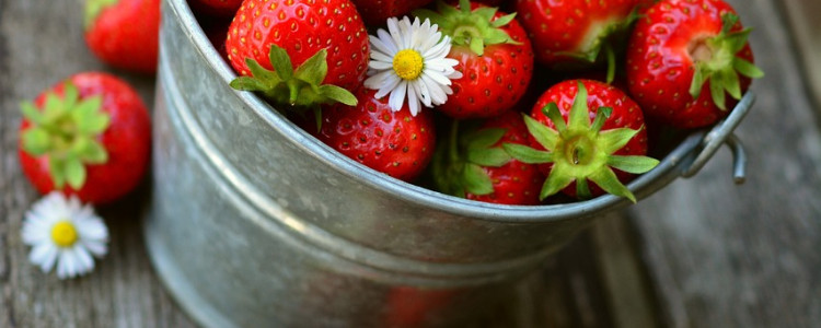 Late-blooming strawberries