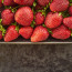 How to store freshly harvested strawberries