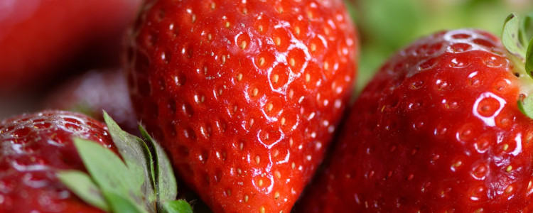 Tips for pruning and thinning strawberry plants