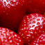 Important considerations for commercial strawberry harvesting