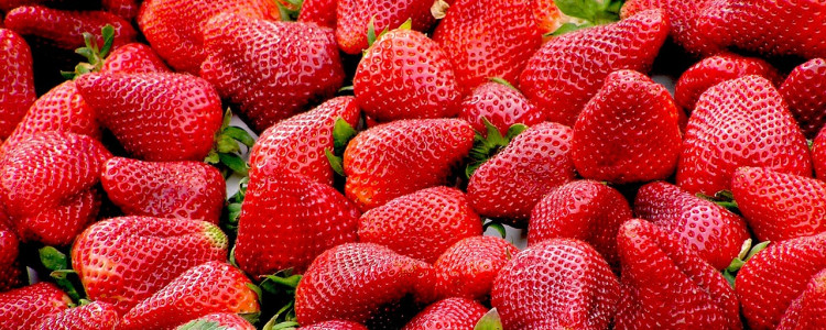How to winterize your strawberry garden