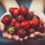 Strawberry agritourism and U-pick farms