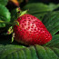 The Role of Strawberries in Cancer Prevention