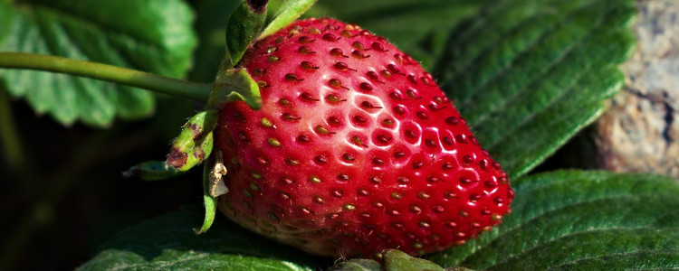 The strawberry’s impact on health