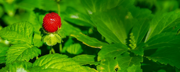 How to propagate strawberries through runners