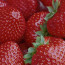 Delicious Strawberry Smoothie Recipe