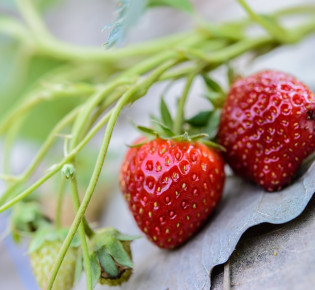 Common mistakes to avoid during strawberry harvest