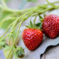 Creating Meaningful Engagement Strategies for Strawberries