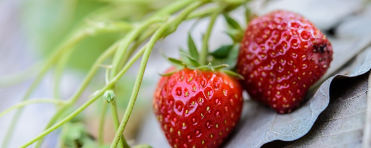 Strawberries and Anti-Aging Benefits