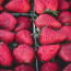 Heirloom strawberries