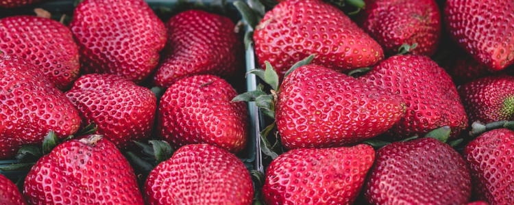 Best practices for harvesting strawberries in hot weather