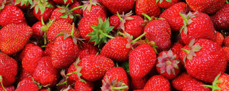 Tips for growing strawberries in hydroponic systems